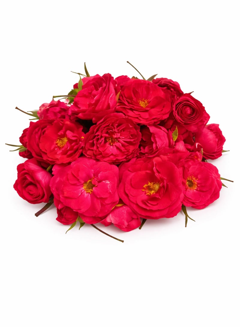 زهور الورد الأحمر الطازجة - ورود طبيعية منتقاة بعناية للاستخدام في الطقوس الدينية، وحفلات الزفاف، والديكورات، والمناسبات. - Image 1